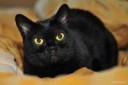 bombay-cat-photo[1]