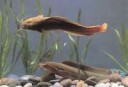 (Clarias batrachus) 86f.jpg