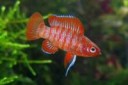 dario-dario---dario-dario---scarlet-badis[1].jpg