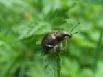 Слоник свекольный крапчатый (Liophoelus tessulatus).jpg