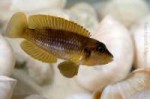 Lamprologus-ocellatus-011[1].jpg