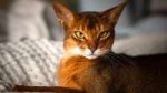 Abyssinian-Shorthair.jpg