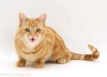 39666-Ginger-cat-meowing-white-background.jpg