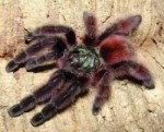 Avicularia-versicolor.jpg