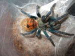 Chromatopelma Cyaneopubescens.jpg