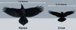 common-raven-vs-american-crow-1.png