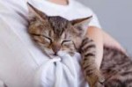 hug-your-cat-day1-900x600.jpg