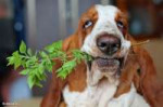 bassethound7.jpg