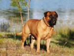 Bullmastiff11.jpg