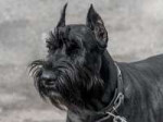 rizenschnauzer6.jpg