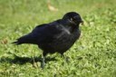 depositphotos87404660-stock-photo-jackdaw-eating-a-wasp.jpg