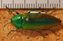 JewelBeetle(Eurythyreaaurata)(8270288802).jpg