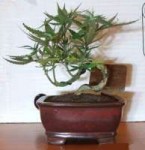 marijuana-bonsai-thctalk2.jpg