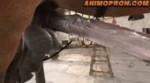 look at my horse and his cock.webm