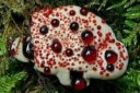 Hydnellum-peckii-1.jpg