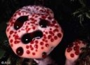 Hydnellum peckii.jpg