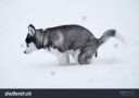 stock-photo-husky-dog-goes-to-the-toilet-586579328.jpg