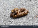 stock-photo-dog-golden-poop-on-the-street-289090163.jpg