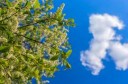 florescence of bird-cherry blue sky cloud 1