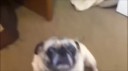 Paranormal Pugtivity.webm