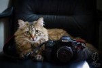 catphotographerby2ravens-d96t9w5.jpg