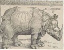 DürersRhinoceros,1515.jpg