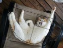 fibonacci-composition-cats-furbonacci-91700