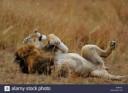 male-lion-lying-on-his-back-in-the-grasses-of-masai-mara-ke[...]