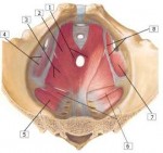 pelvic diaphragm