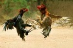 cockfighting01.jpg