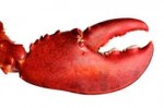 httpblog-lobsteranywhere-comwp-contentuploads201107lobster-[...].jpg