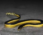 Yellow-Bellied-Sea-Snake-Pictures.jpg