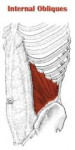 internal-obliques.jpg