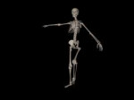 CA Builder (biped - Rigged Skeleton).jpg