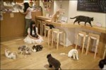 cat-cafe-osaka