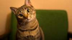 AnimalsCatsFunnysurprisedcat098075.jpg