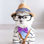 hipster-dog-6.jpg