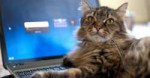 cdn0.wideopenpets.comwp-contentuploads201601cat-keyboard-77[...].jpg