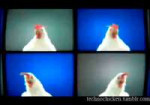 chickentechno.gif