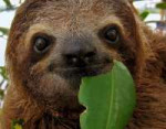 three-toed-sloth.jpg