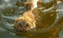 1249118518cat-swimming-03.jpg