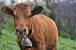 depositphotos108496968-stock-photo-cow-with-bell-and-ring.jpg