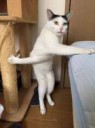 cat.jpg