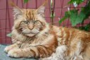 mainecoon3[1]