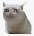 sad-cat-1[1].png