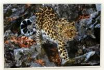 leoFar-Eastern-Leopard.jpg