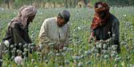 o-AFGHANISTAN-OPIUM-facebook.jpg