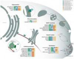 asgardarchaeailluminatetheoriginofeucaryotic3960.jpg