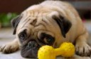 lazy-dog-breeds-pug