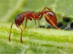 Рыжий-муравей-мирмика-фото-лат.-Myrmica-rubra.jpg